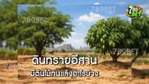 ดินทรายอีสาน มีต้นไม้ทนแล้งอะไรบ้าง