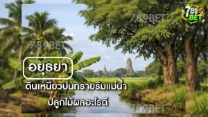 ดินเหนียวปนทรายริมแม่น้ำ ปลูกไม้ผลอะไรดี