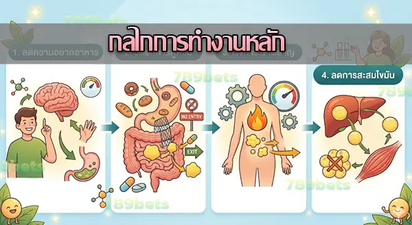 อาหารเสริม ตัวไหนผอม