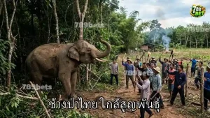 ช้างป่าไทย ใกล้สูญพันธุ์