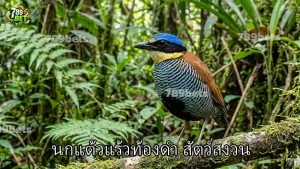 นกแต้วแร้วท้องดำ สัตว์สงวน