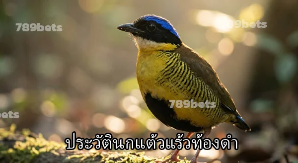 นกแต้วแร้วท้องดำ สัตว์สงวน