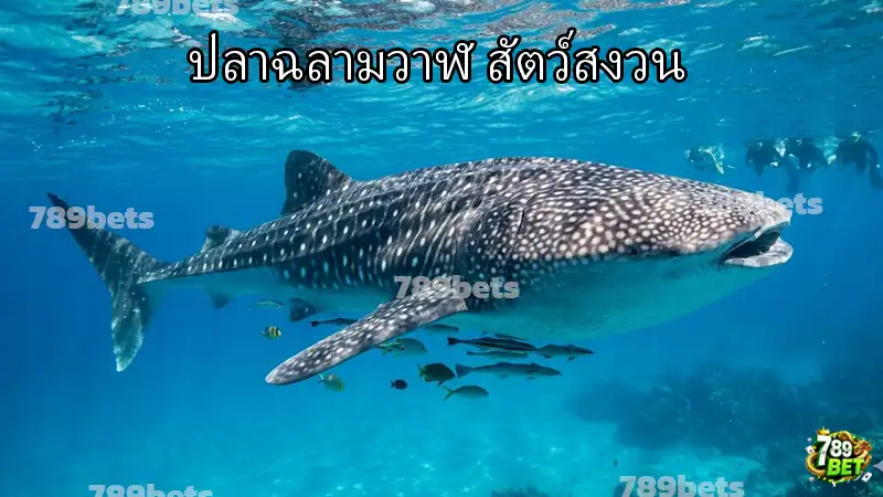 ปลาฉลามวาฬ สัตว์สงวน
