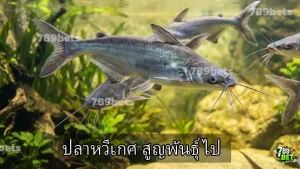ปลาหวีเกศ สูญพันธุ์ไป