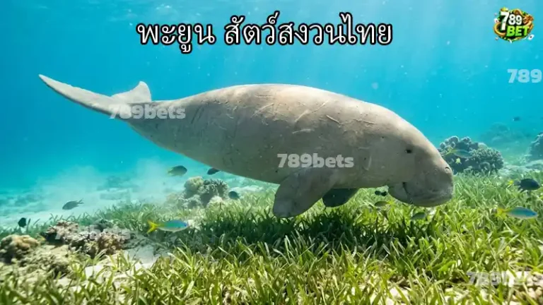 พะยูน สัตว์สงวนไทย