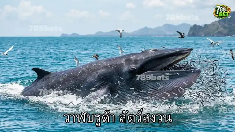 วาฬบรูด้า สัตว์สงวน