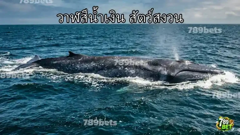 วาฬสีน้ำเงิน สัตว์สงวน
