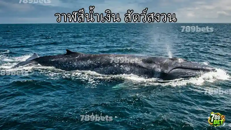 วาฬสีน้ำเงิน สัตว์สงวน