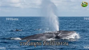 วาฬโอมูระ สัตว์ป่าสงวน