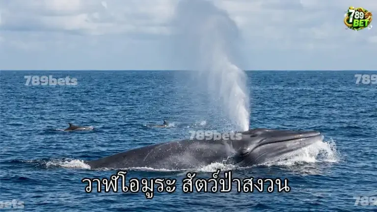 วาฬโอมูระ สัตว์ป่าสงวน