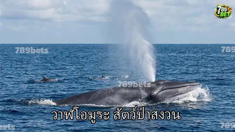 วาฬโอมูระ สัตว์ป่าสงวน