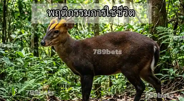 เก้งหม้อ กำลังจะหายไป